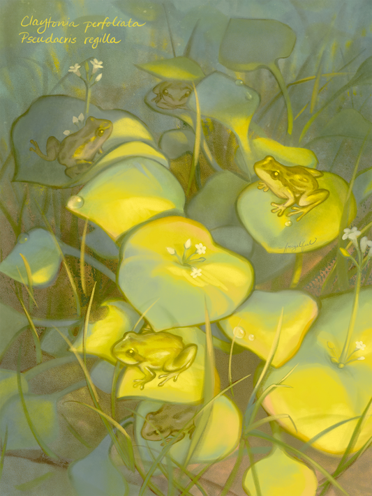pacific tree frogs + miner's lettuce a5 print